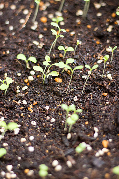 Lettuce starting to sprout Lettuce starting to sprout from their seeds formal garden flower bed gardening vegetable garden stock pictures, royalty-free photos & images