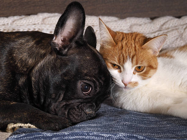istock Small cat and big dog cute sleeping together 599793344