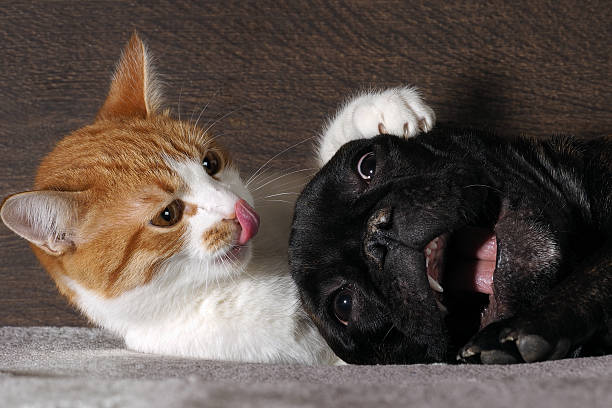 Small white-and-red cat and a huge black dog Small white-and-red cat and a huge black dog bulldog with a big mouth. Cat scratch dog claws, pink tongue. Dog scared. bored cat and dog stock pictures, royalty-free photos & images