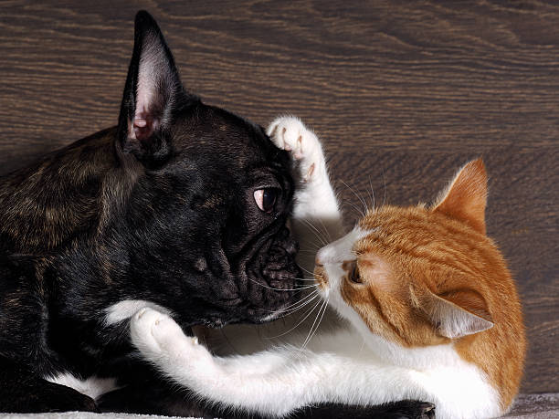 istock Small white-and-red cat embraces a large black dog's face. 599793592