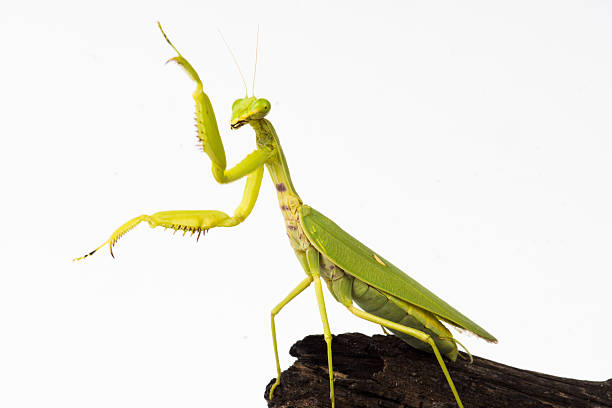 Praying mantis insect dancing stock photo