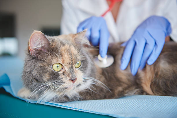 istock Cat being examined at the vet 599866830