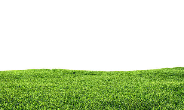 istock Green grass isolated on white background. 3d illustration 599867264