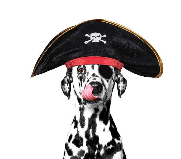 dalmatian dog in a pirate costume stock photo