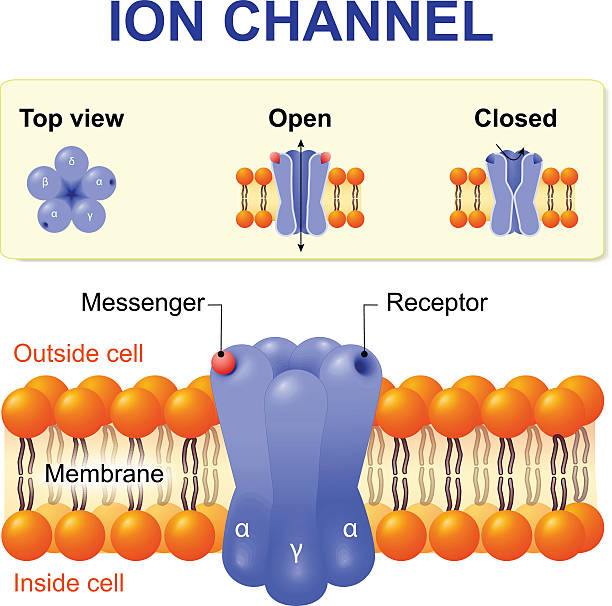 illustrazioni stock, clip art, cartoni animati e icone di tendenza di canale ioni - acetylcholine