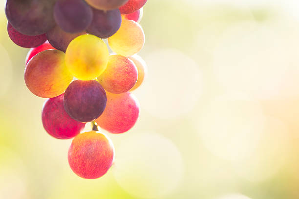 gros plan du raisin rouge dans le vignoble - sunlit grapes photos et images de collection