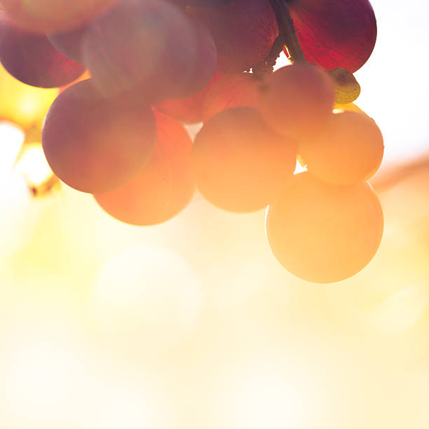 istock Close-up of Red grape in the vineyard 599869336