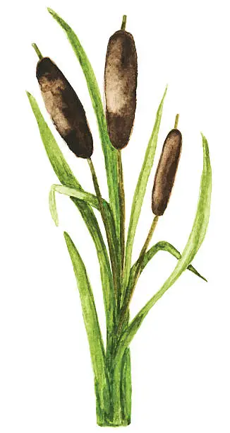 Vector illustration of Watercolor reed