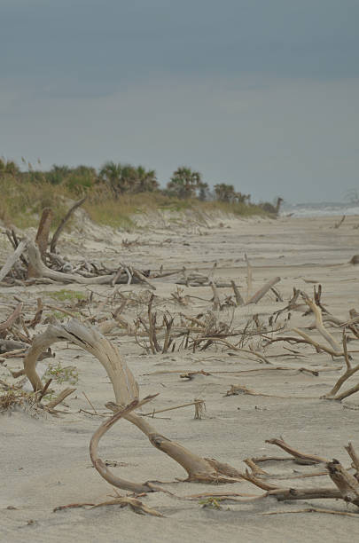 istock Twisted tree limbes protruding form Florida beach after hurricane 599870288