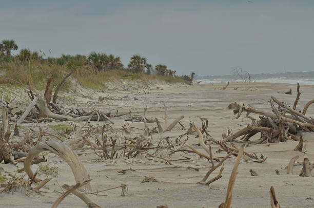 istock Dead trees and branches protruding from beach sand after hurricane 599870684
