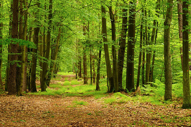 Poalnd, Forest Summer forest in Europe timberland arizona stock pictures, royalty-free photos & images