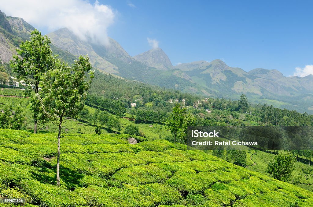 India, Tea plantation Tea Plantation in the Cardamam mountains. Munnar, Kerala, India Cardamom Stock Photo