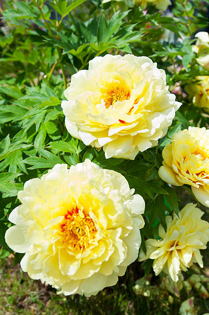 istock Bush with many beautiful yellow Bartzella peony flowers. 599873332