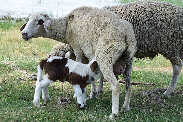 istock Three days old lamb sucking on the meadow 599874426