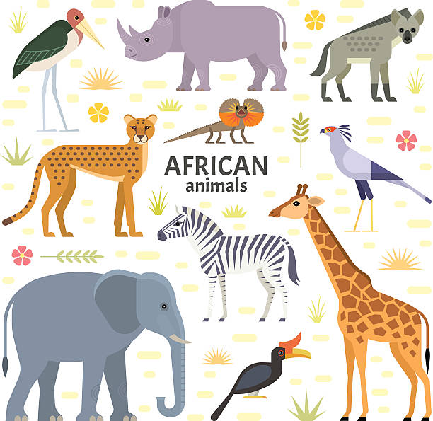 African animals Vector illustration of African animals and birds: elephant, rhino, giraffe, cheetah, zebra, hyena, secretarybird, marabou and frilled-neck lizard, isolated on transparent background. hornbill stock illustrations