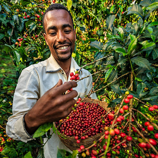 młody afrykanin zbierający wiśnie kawowe, afryka wschodnia - ethiopian coffee zdjęcia i obrazy z banku zdjęć