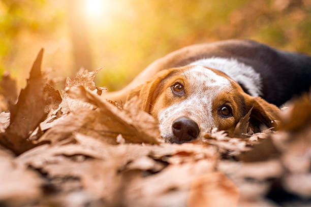 Sad dog lying on dry leaves
