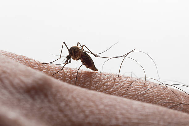 aedes aegypti. feche um mosquito sugando sangue humano - doença de chagas - fotografias e filmes do acervo