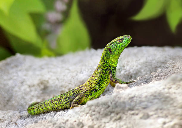 istock Green lizard sitting on the stones 599882528