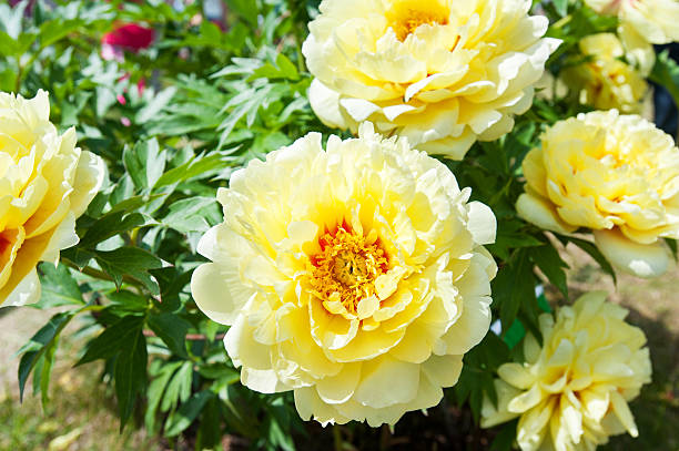 istock Bush with many beautiful yellow Bartzella peony flowers. 599883168