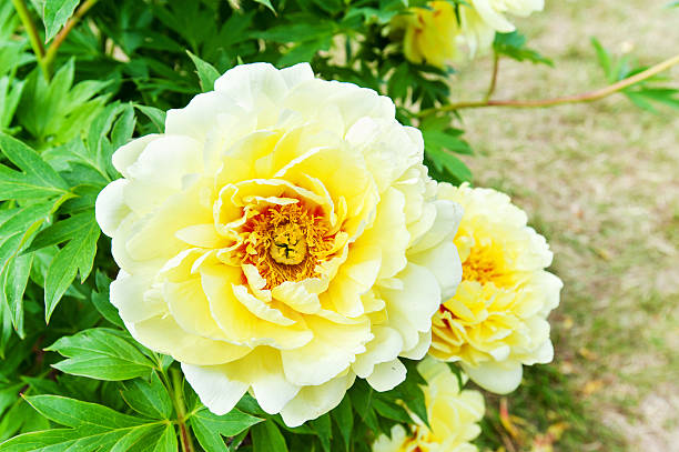 istock Bush with many beautiful yellow Bartzella peony flowers. 599883814