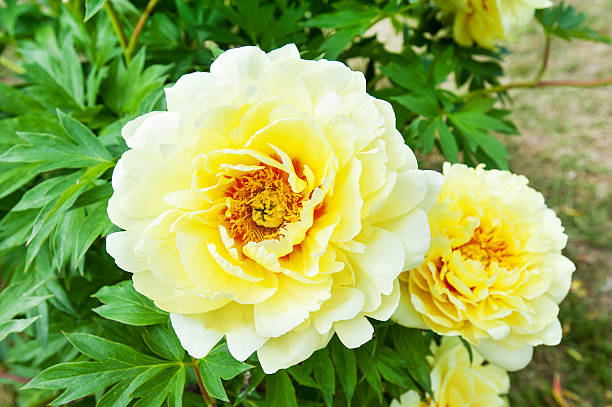 istock Bush with beautiful yellow Bartzella peony flowers. 599884150