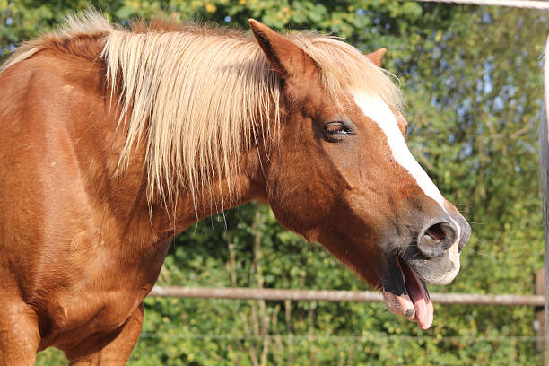istock Horse yawns 599884358
