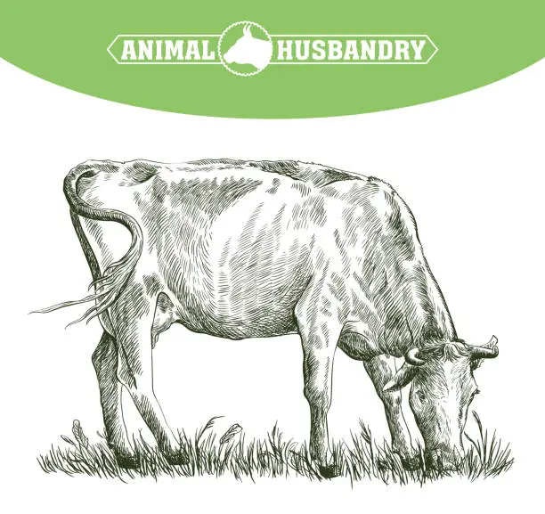 Vector illustration of sketch of cow drawn by hand. livestock. cattle. animal grazing