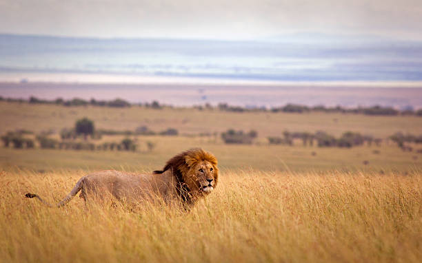 Lion in savannah A lion in high grass with rolling landscape beyond - Masai Mara, Kenya leo photos stock pictures, royalty-free photos & images