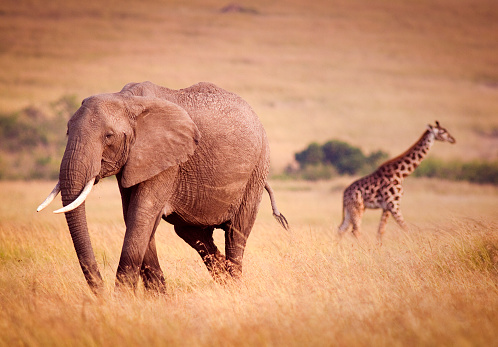 Classic safari image of an Africa elephant and Masai giraffe in open savannah - Masai Mara, Kenya
