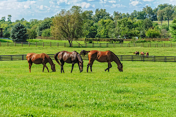 Thoroughbreds Thoroughbreds grazing on horse farm grazing stock pictures, royalty-free photos & images