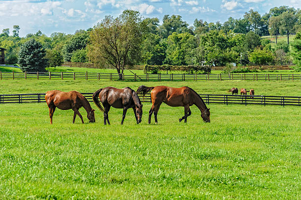 Thoroughbreds Thoroughbreds grazing on horse farm graze stock pictures, royalty-free photos & images