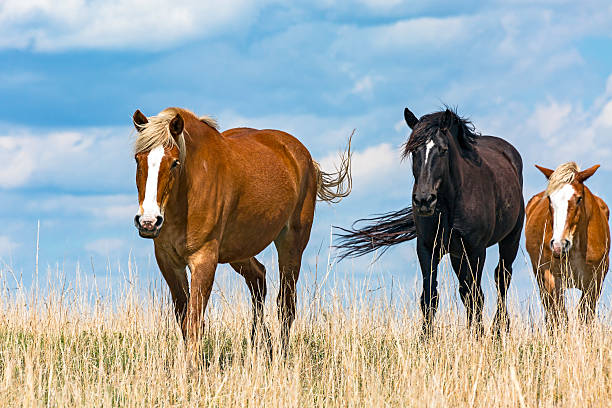 Low angle view of three draft horses walking through long dry grass towards the camera with stormy skies in the background.  Black horse is in between two brown chestnut horses.  Horizontal, copy space, metaphor.