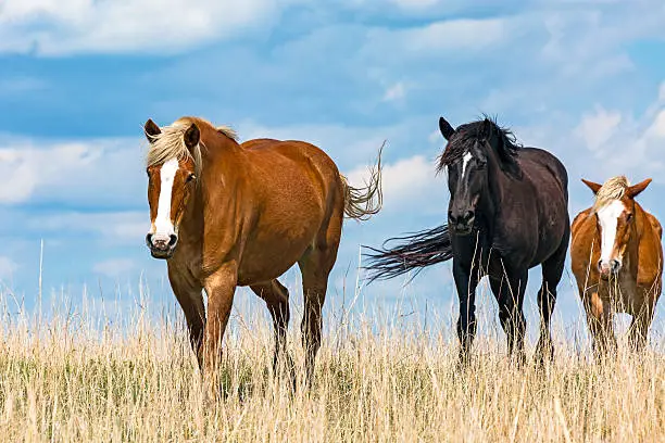 Photo of Follow the leader – three horses in paddock