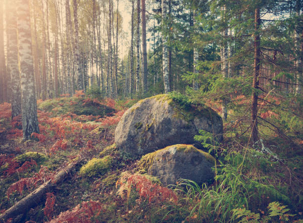 istock birch and fir forest panorama 599890214