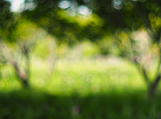 istock abstract blurred background of green garden 599891854