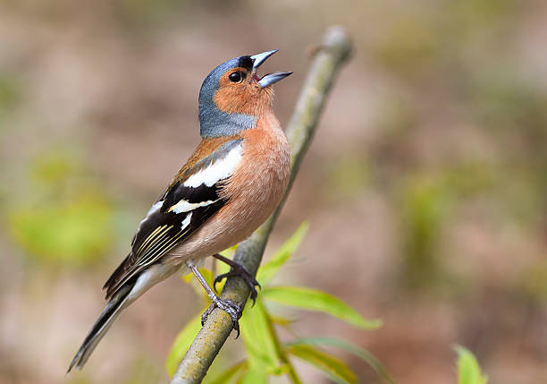 vogel chaffinch singt auf dem ast im frühlingspark - chaffinch stock-fotos und bilder