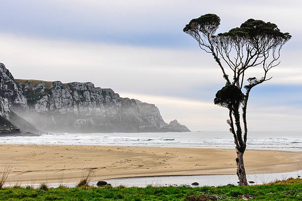 albero solitario nella baia di purakaunui, nuova zelanda - the catlins foto e immagini stock