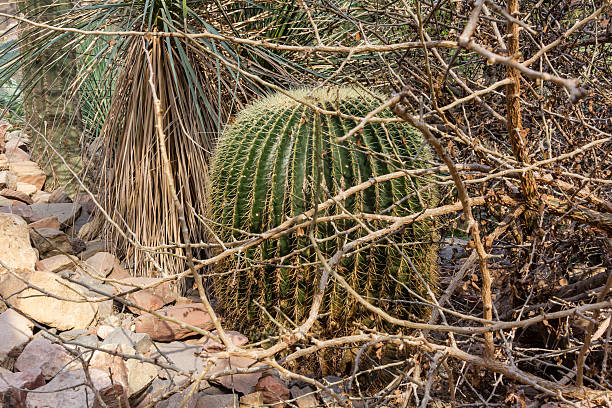 istock Cactus after its flower period 599894624