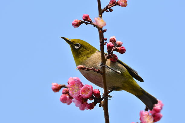 istock Plum flowers and Japanese white-eye 599895342