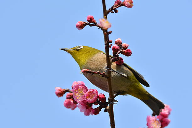 istock Plum flowers and Japanese white-eye 599895424