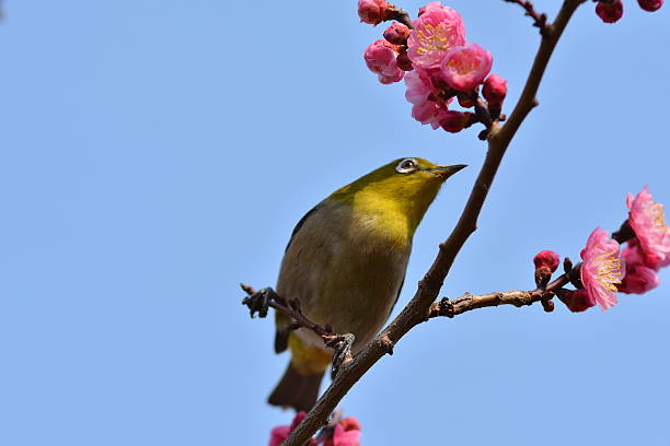 istock Plum flowers and Japanese white-eye 599895620