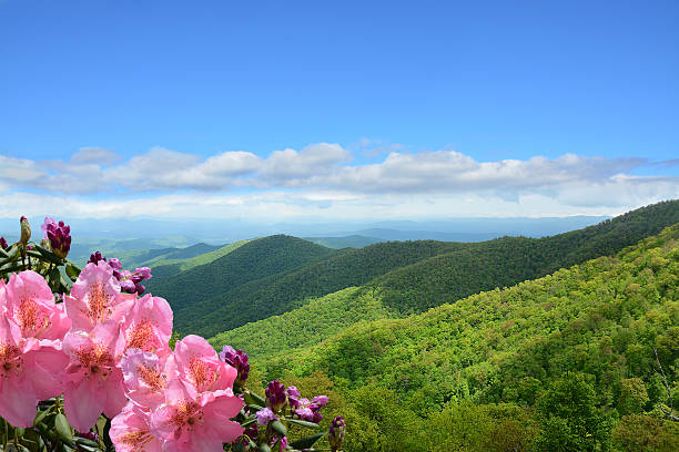 istock Beautiful wild flowers blooming in mountains. 599895666
