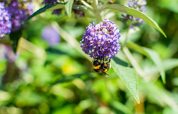 A bumble bee feeding on Buddleia flowers.
