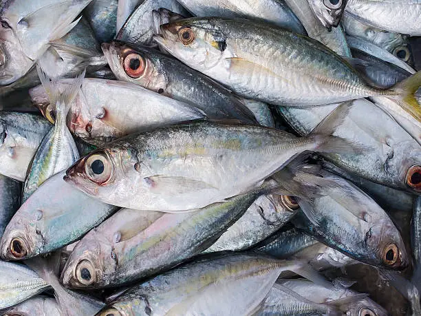 Photo of Fresh Indian mackerel.