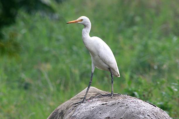 Cattle egret Cattle egret standing on a cow's back cattle egret photos stock pictures, royalty-free photos & images