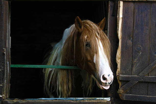 istock Brown horse showing tongue 599896832