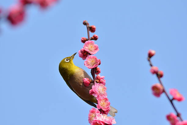 istock Plum flowers and Japanese white-eye 599897270