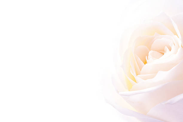 Extreme close-up of a white rose