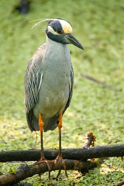 Photo of Yellow-crowned night-heron in a swamp